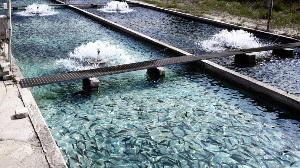 Why are industrial gases important in fish farming?