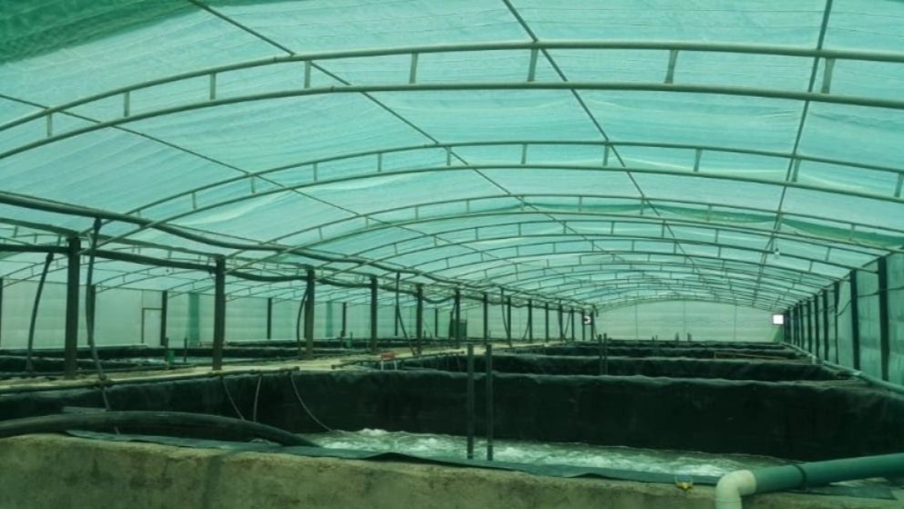 Everything you need to know about shrimp farming sheds