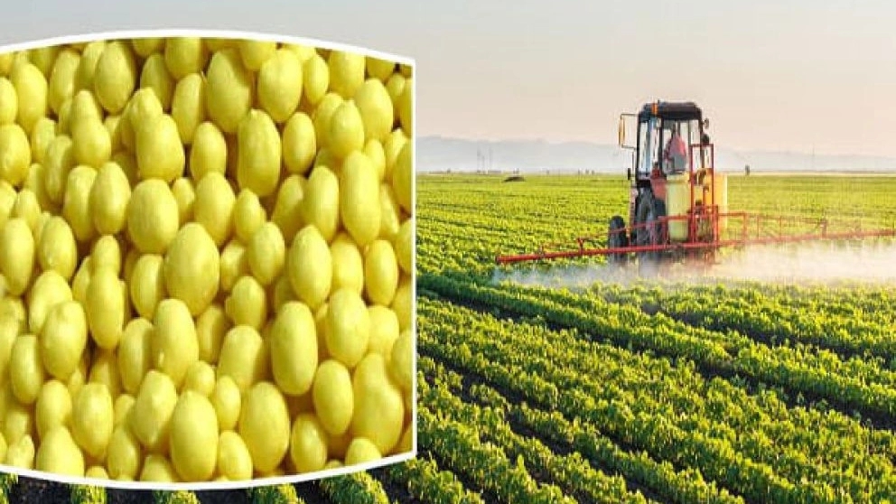 Exin Sabz Sharq Company, production and sale of granular and powdered sulfur in Mashhad
