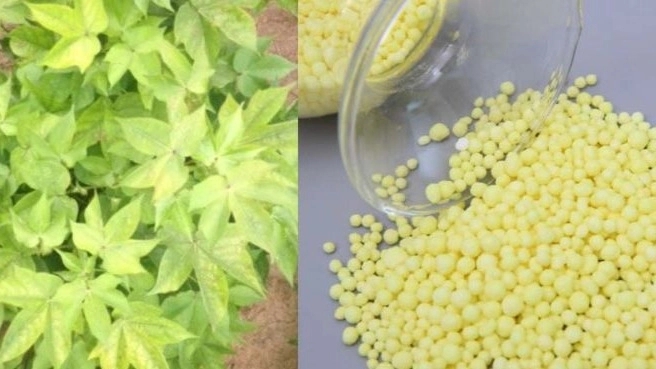 The benefits of granular sulfur in agriculture and agriculture