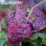 Ahura specialized nursery in Midandoab, West Azerbaijan