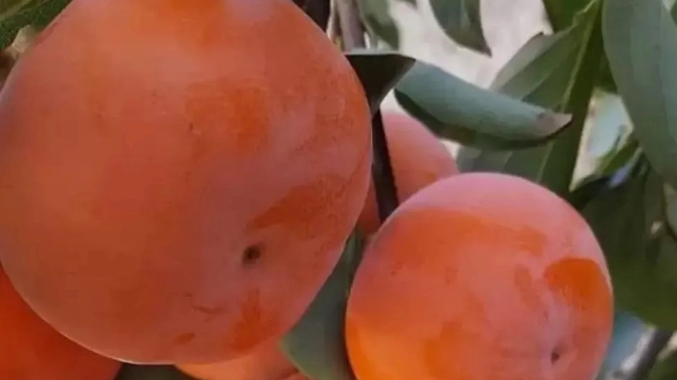 نهالستان تخصصی اهورا در میاندوآب آذربایجان غربی