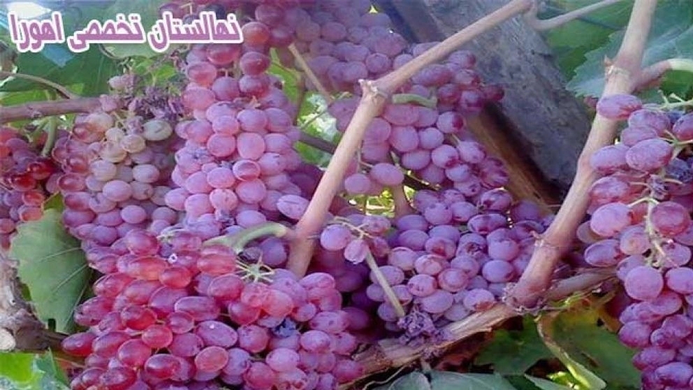 Ahura specialized nursery in Midandoab, West Azerbaijan