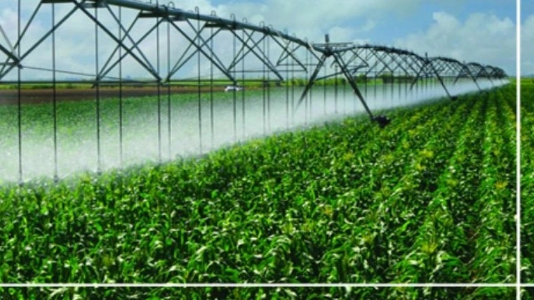 How to water newly planted seedlings