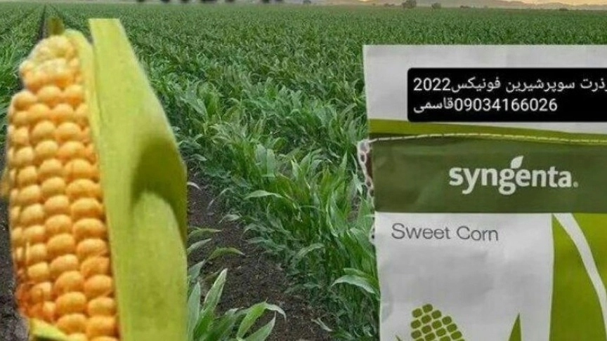 Ghasemi starch corn, buying and selling sweet corn seeds in Shiraz
