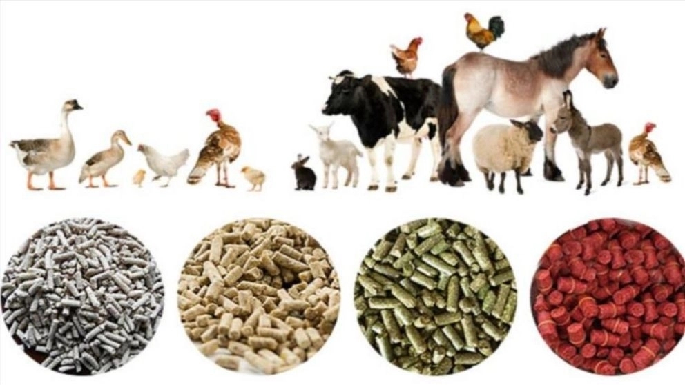 Atyin livestock and poultry feed, producer of horse and poultry feed in Kurdistan