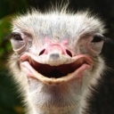 Nok Gold ostrich breeding farm, sale of ostrich products in Arak