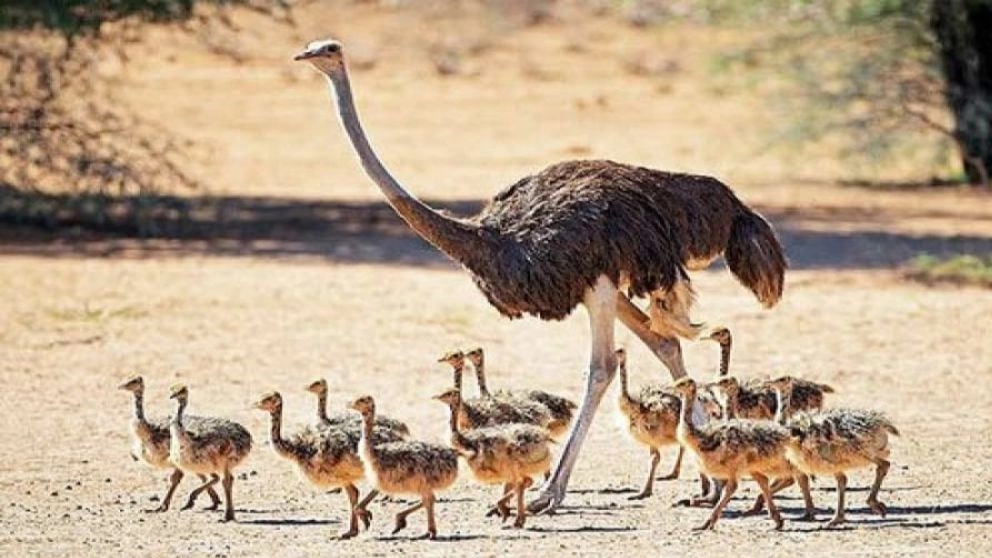 Nok Gold ostrich breeding farm, sale of ostrich products in Arak