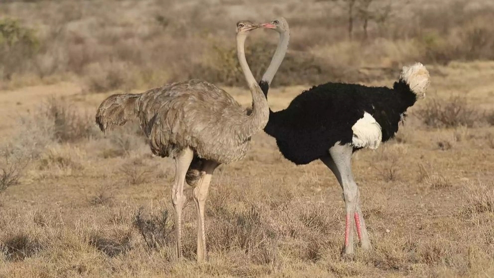 All kinds of ostrich products