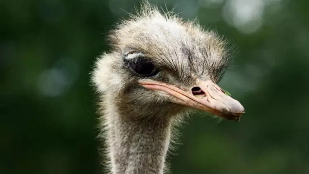 Ostrich breeding methods