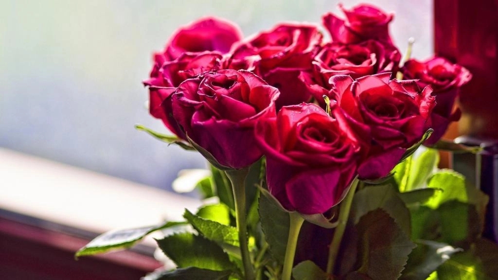 Rhubarb company, production and distribution of eternal and Dutch roses in Isfahan