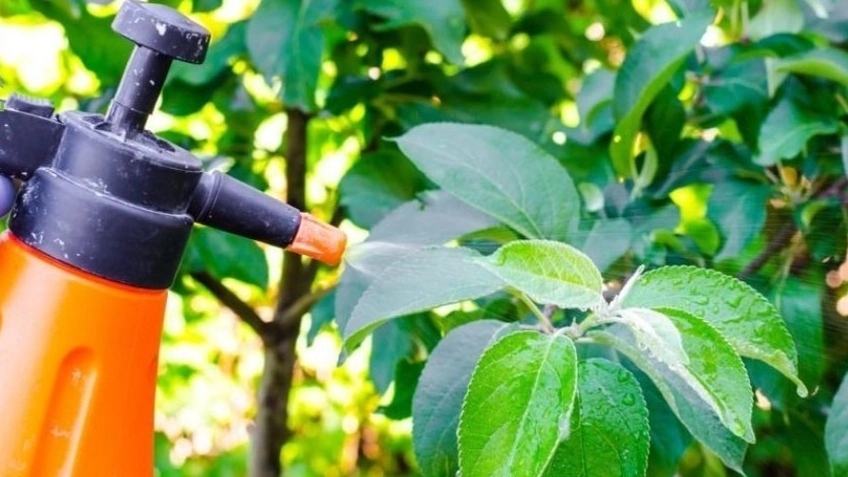 The best fertilizer