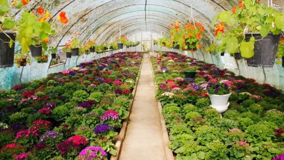 Production and sale of green space implementation of my greenhouse in Birjand