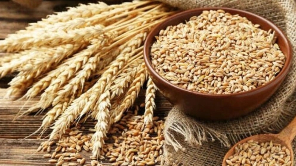 Khodabakhshi agricultural products, production and sale of lentils, wheat and barley in Khuzestan