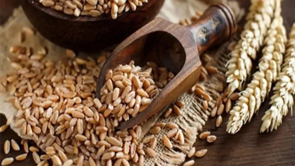 Selling wheat agricultural products in Khuzestan