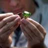 Samey Gold, designer and manufacturer of jewelry with stones and pearls in Razavi Khorasan