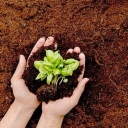 Ternas production, production and distribution of fertilizers and seeds in Shiraz
