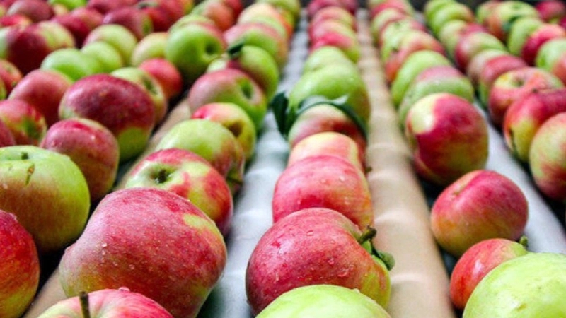 Sahranord apples, wholesale sales of all kinds of apples in Tehran