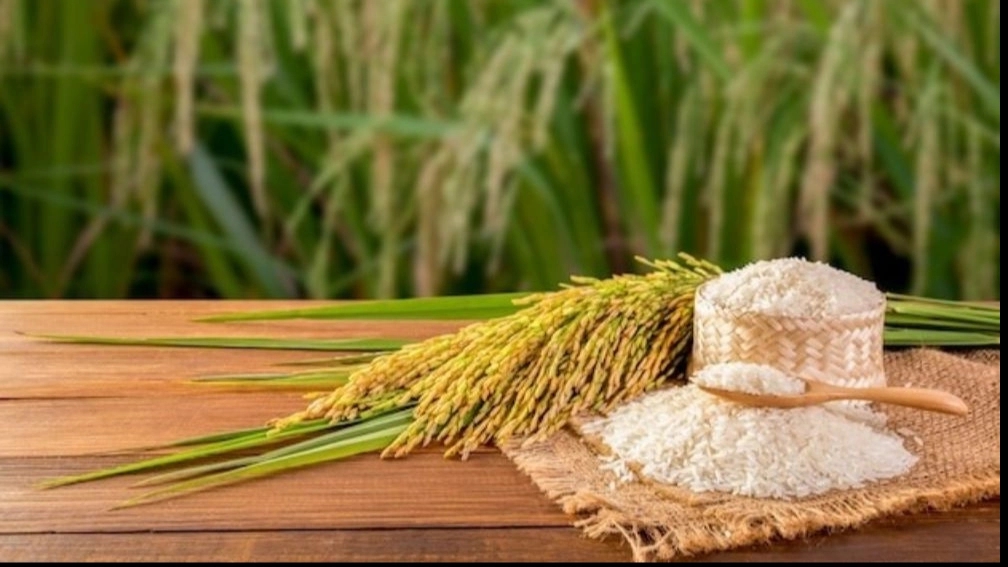 Samadi rice, selling Shirodi rice in Fajr in Mazandaran