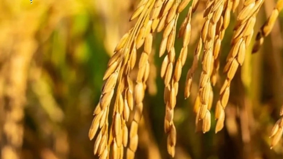 Hashmi rice and its characteristics