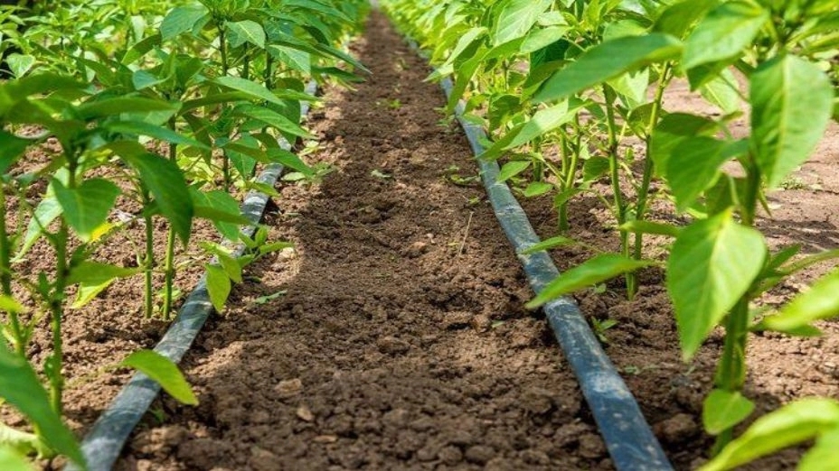 Jim's irrigation store, production of tip and drip irrigation tapes in Mahabad