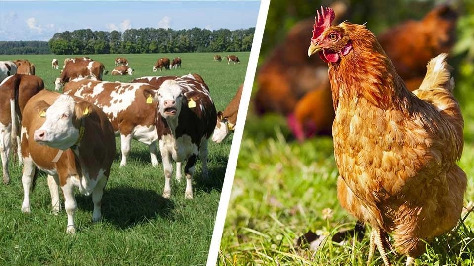 Jalali Sanat Poultry, Livestock and Poultry Feed Company in Isfahan