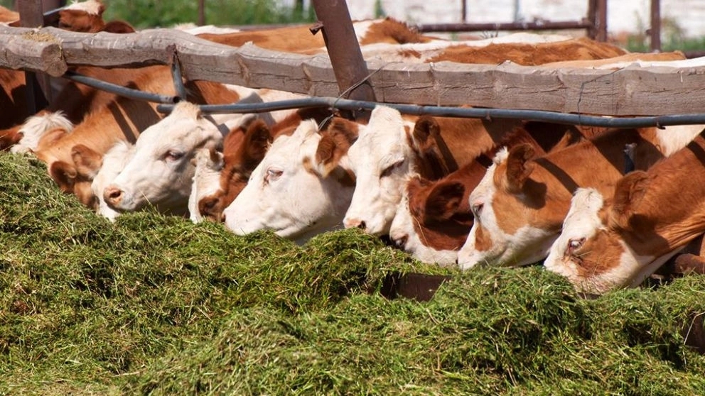 How should livestock be fed?