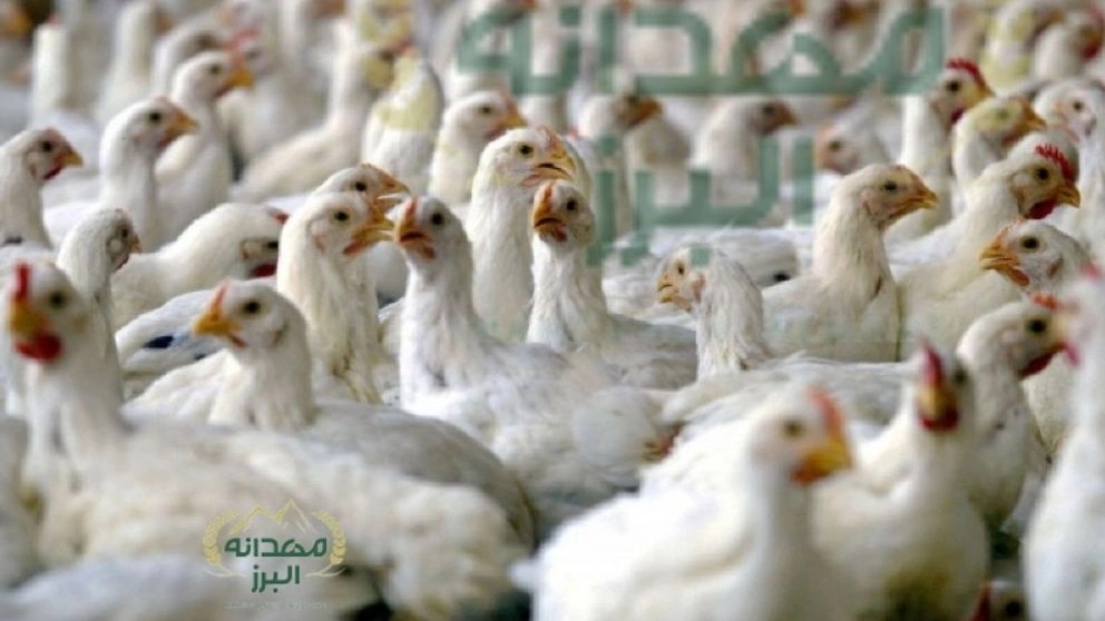 فروش انواع دان مرغی