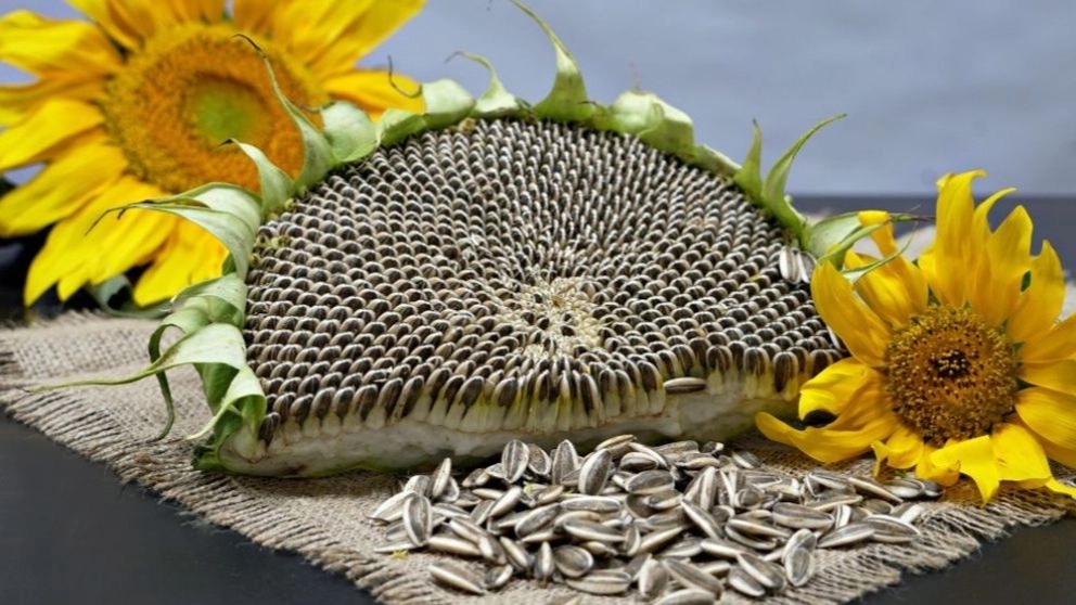 The sunflower threshing machine of Karal Sanat in Khoi