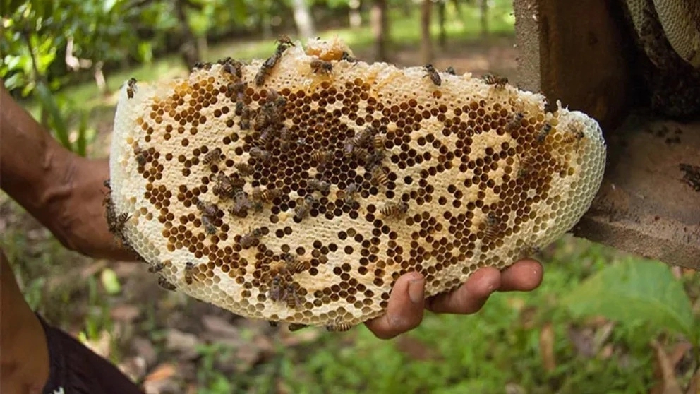 Negin dry fruit, wholesale sale and export of organic and natural honey in Razavi Khorasan