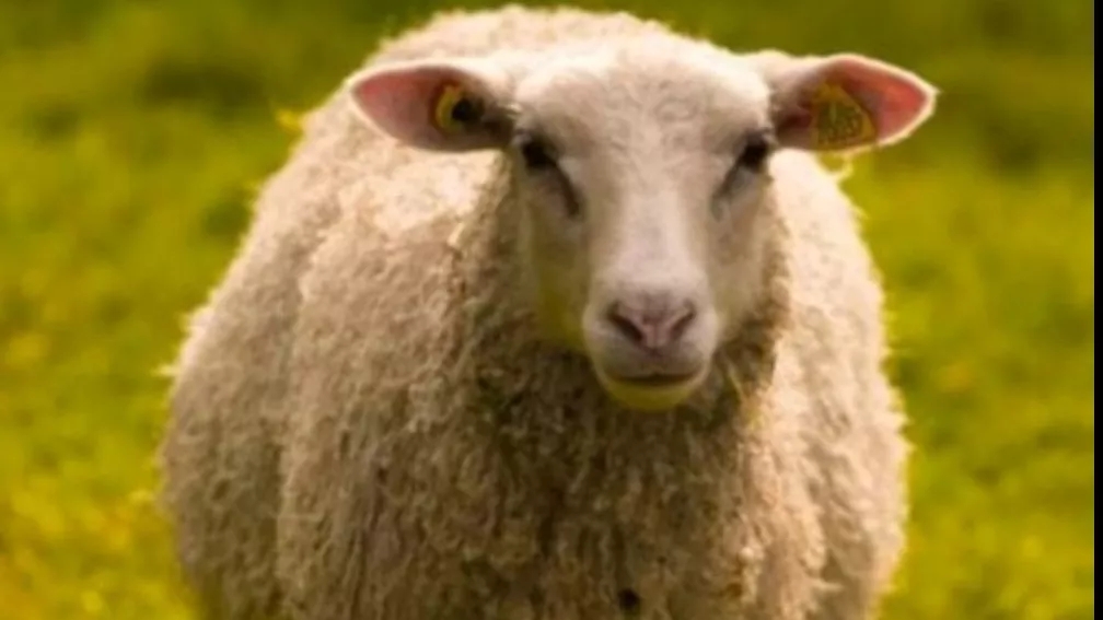 Live livestock throughout Alborz