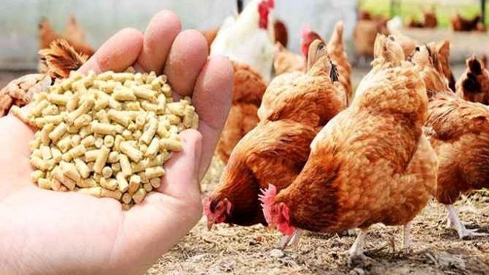 Cooperative company, livestock and poultry feed producers in Kerman