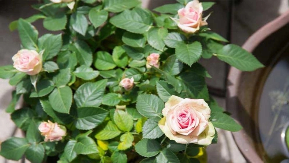 روش نگهداری گل رز