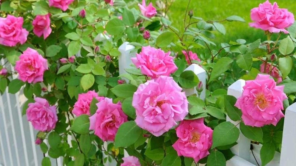 How to keep roses