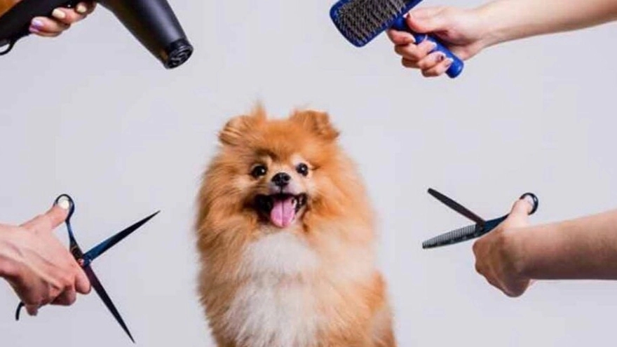 Poppet Grooming, pet grooming salon in Isfahan