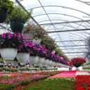 Mixed seedling, wholesale sale and export of seasonal flowers in Isfahan