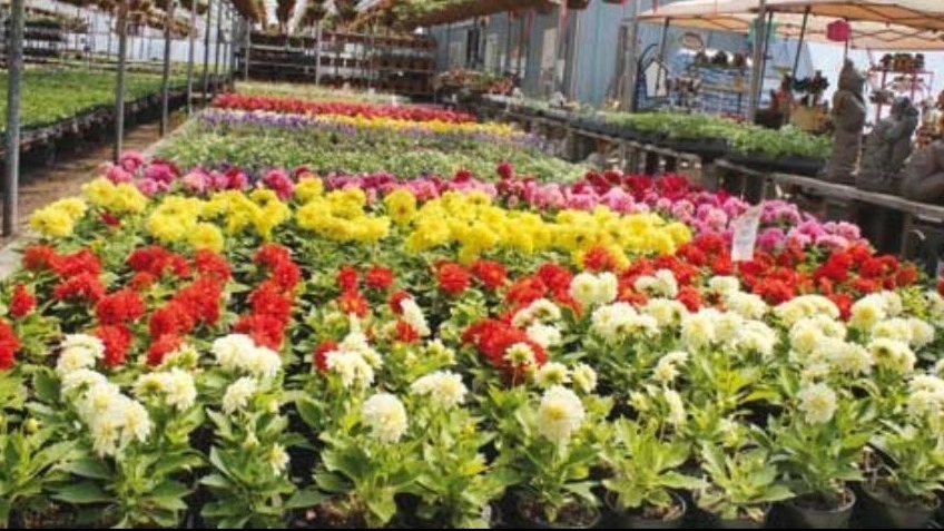 Mixed seedling, wholesale sale and export of seasonal flowers in Isfahan