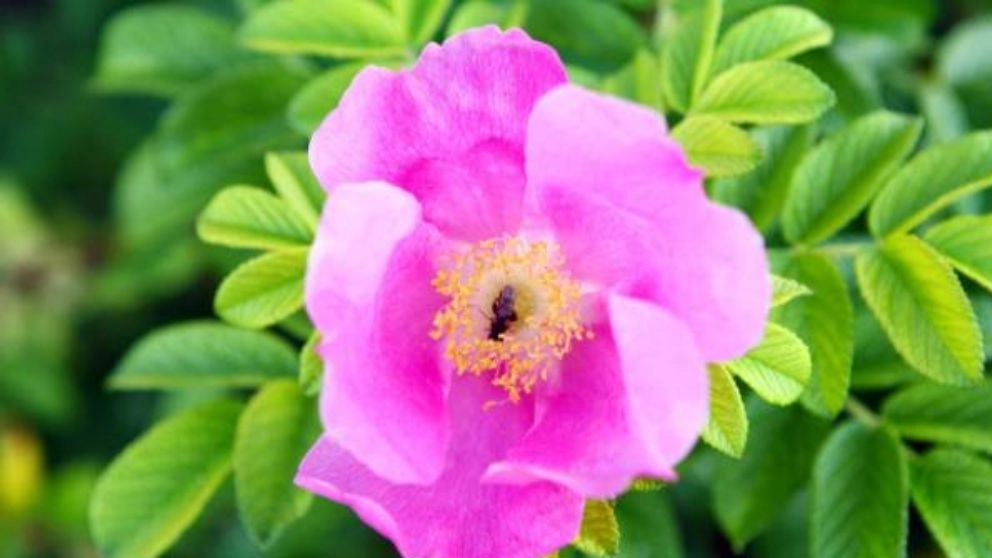 The best resistant and evergreen apartment flowers
