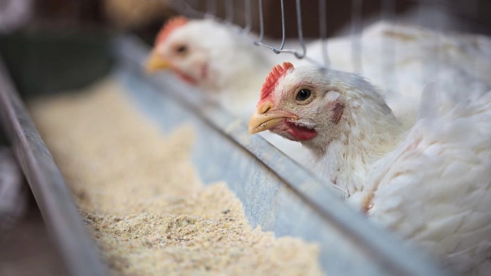 Pakdane Motaher Malkan, producer of livestock and poultry feed in East Azerbaijan