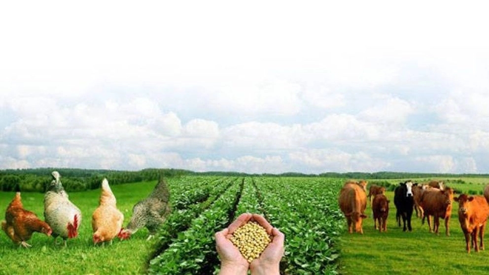Production and distribution of Faraji livestock and poultry feed in Miandoab, West Azerbaijan Your position: Main page / Items / Livestock and poultry products / Production and distribution of Faraji livestock and poultry feed in Miandoab, West Azerbaijan