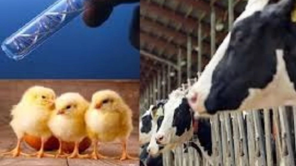 صيدلية بارشين البيطرية بيع الأدوية والمعدات البيطرية في كرج