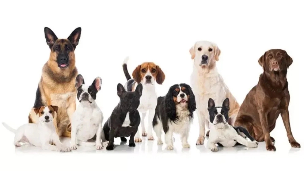 Danny Pat, cat guard dog training and domestic pets in Tehran