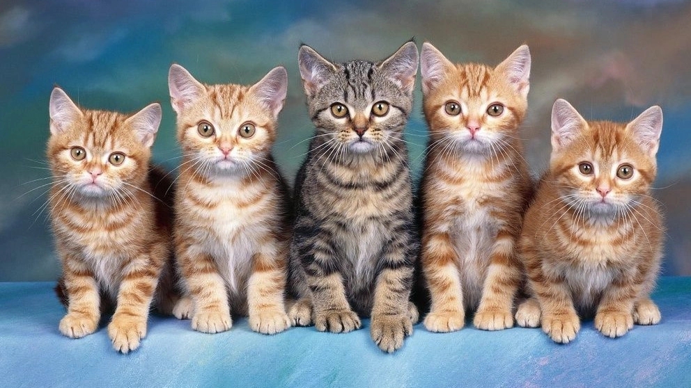 Important tips about cat training and maintenance