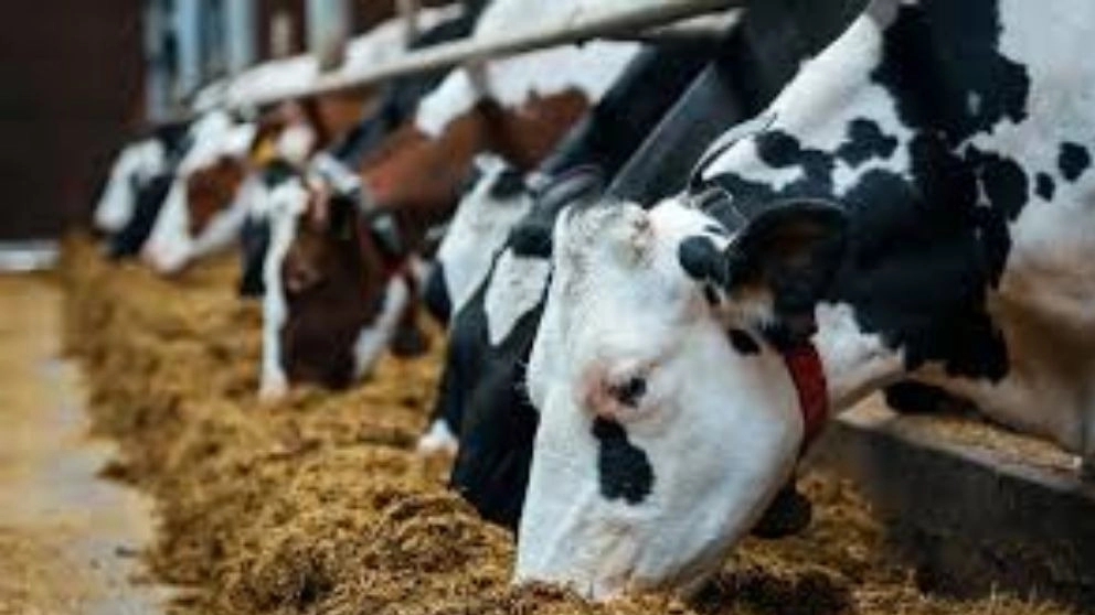 Gonbad livestock feed, purchase and sale of livestock, poultry, aquatic, nuts, gook in Gonbad Kavos