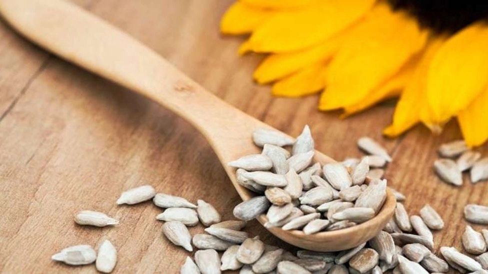Amanalo sunflower seeds, wholesale sale of sunflower seeds in Zanjan