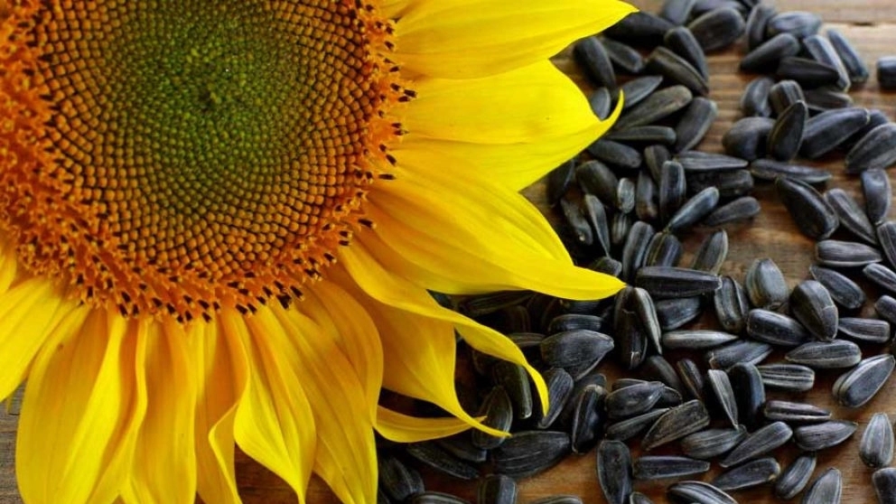Khoshbar Akbari, wholesale sale of sunflower seeds in Tehran