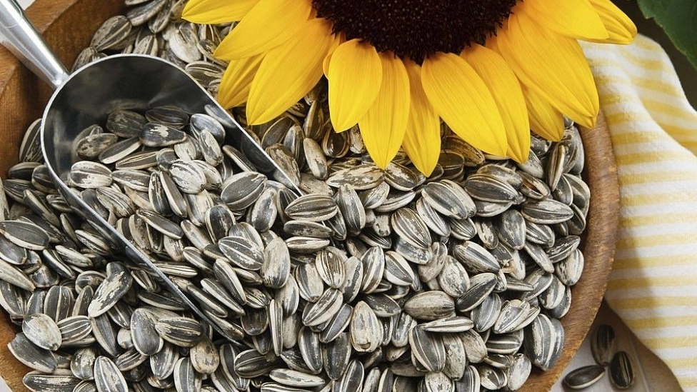 Amanalo sunflower seeds