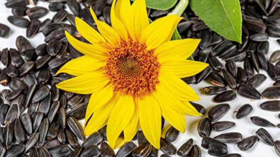 Types of sunflower seeds