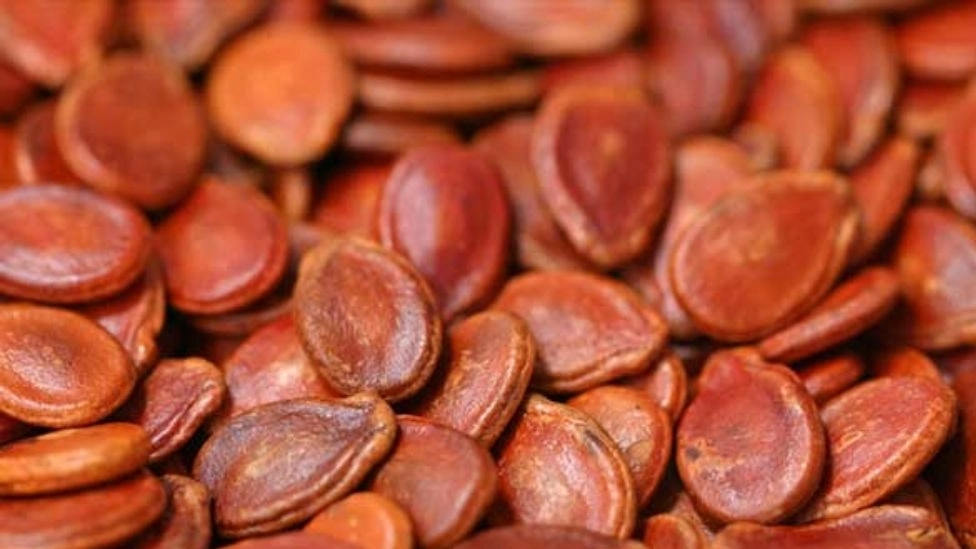 Karimi dry fruit, sale and export of Japanese seeds in Mashhad