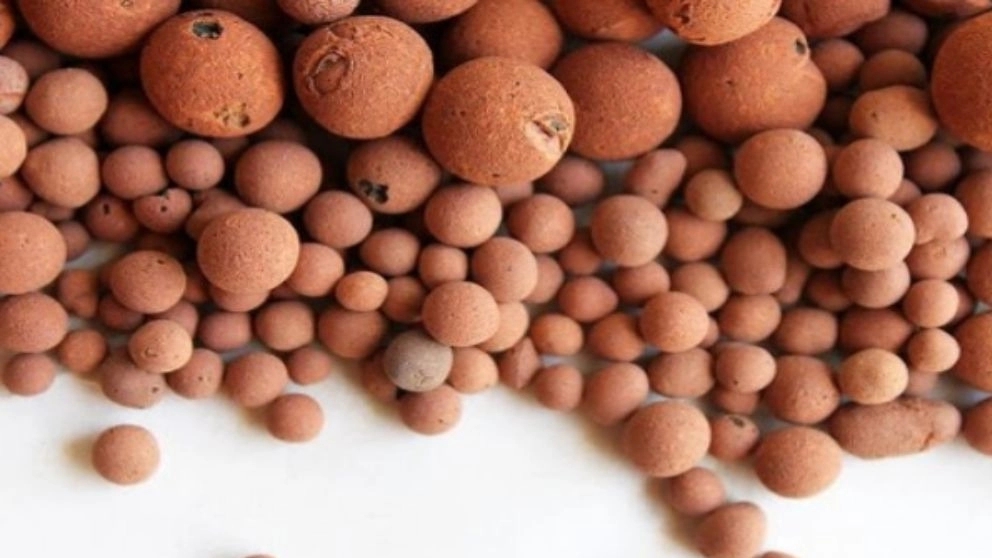 Moazzami's pea pomace in Kurdistan